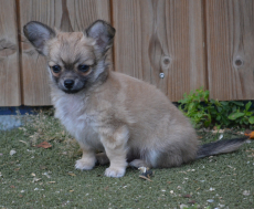 Chihuahua Welpen