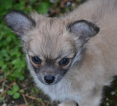 Chihuahua Welpen