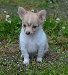 Chihuahua Welpen