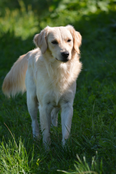 Mini Golden Retriever Welpen