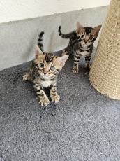 Bengal Kitten mit Stammbaum.