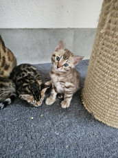 Bengal Kitten mit Stammbaum.