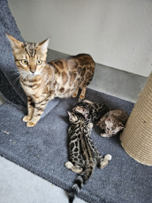 Bengal Kitten mit Stammbaum.