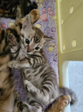 Bengal Kitten mit Stammbaum.