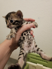 Bengal Kitten mit Stammbaum.