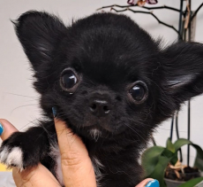 Chihuahua Welpen