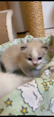 Ragdoll Kitten