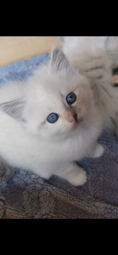 Ragdoll Kitten suchen ihre Familie 