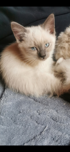 Ragdoll Kitten suchen ihre Familie 