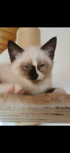 Ragdoll Kitten suchen ihre Familie 