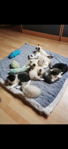 Ragdoll Kitten suchen ihre Familie 