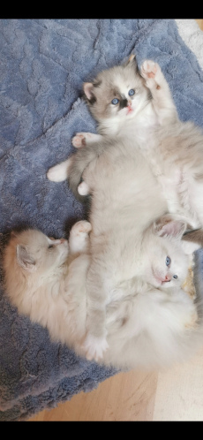 Ragdoll Kitten suchen ihre Familie 