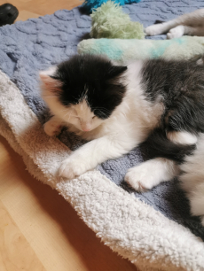 Ragdoll Kitten suchen ihre Familie 