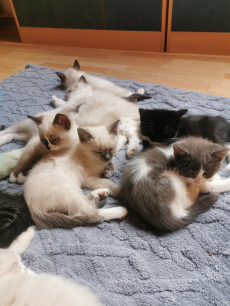 Ragdoll Kitten suchen ihre Familie 