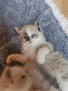 Ragdoll Kitten suchen ihre Familie 