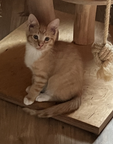 Mainecoon Kitten