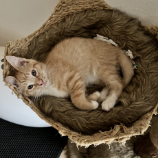 Mainecoon Kitten