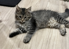 Mainecoon Kitten