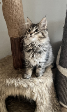 Mainecoon Kitten