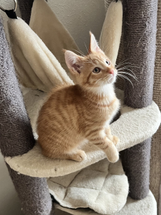 Mainecoon Kitten