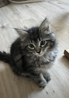 Mainecoon-Mix Kitten