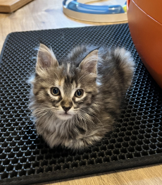 Mainecoon-Mix Kitten