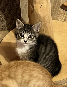 Mainecoon-Mix Kitten