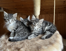 Mainecoon-Mix Kitten