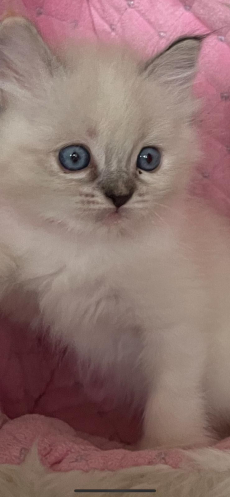 Ragdoll Kitten