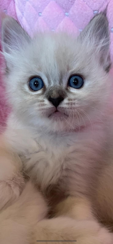 Ragdoll Kitten