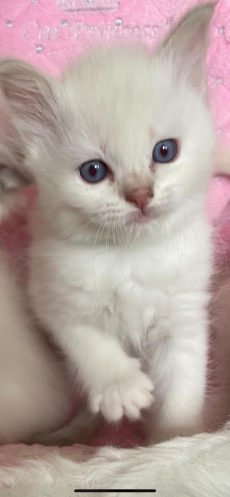 Ragdoll Kitten