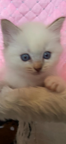 Ragdoll Kitten