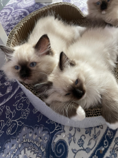 süsse Ragdoll Kitten erwartet ende April