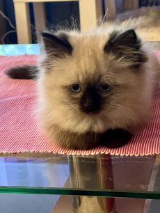 5 süsse Ragdoll Kitten