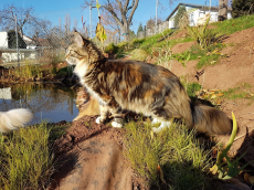 Entzückende Maine Coon Kätzchen