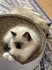 süsse Ragdoll Kitten erwartet ende April