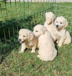 Golden Retriever-Welpen