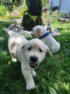 Golden Retriever-Welpen