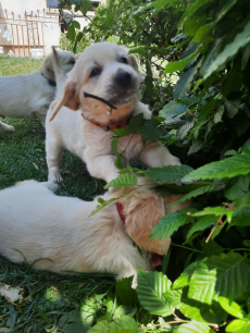 Golden Retriever-Welpen