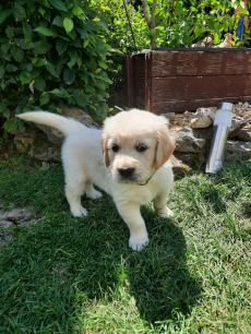 Golden Retriever-Welpen