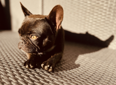 Wir erwarten Französische Bulldogge Welpen in Sonderfarben