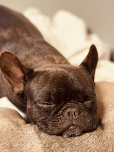 Wir erwarten Französische Bulldogge Welpen in Sonderfarben