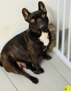 Wir erwarten Französische Bulldogge Welpen in Sonderfarben