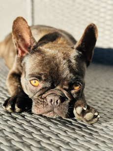 Wir erwarten Französische Bulldogge Welpen in Sonderfarben