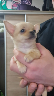 Chihuahua 3 welpen 