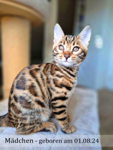 Reinrassige Bengal Kitten, männlich & weiblich