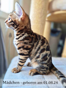 Reinrassige Bengal Kitten, männlich & weiblich