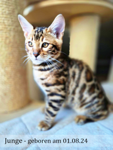 Reinrassige Bengal Kitten, männlich & weiblich