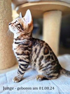 Reinrassige Bengal Kitten, männlich & weiblich