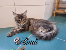 Maine Coon Kitten mit Stammbaum suchen liebevolles Zuhause